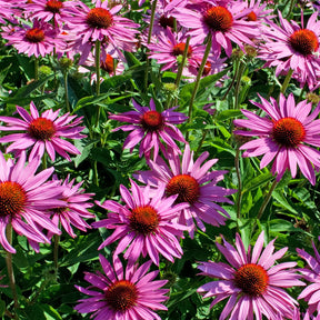 Marguerite pourpre - Echinacée pourpre - Willemse