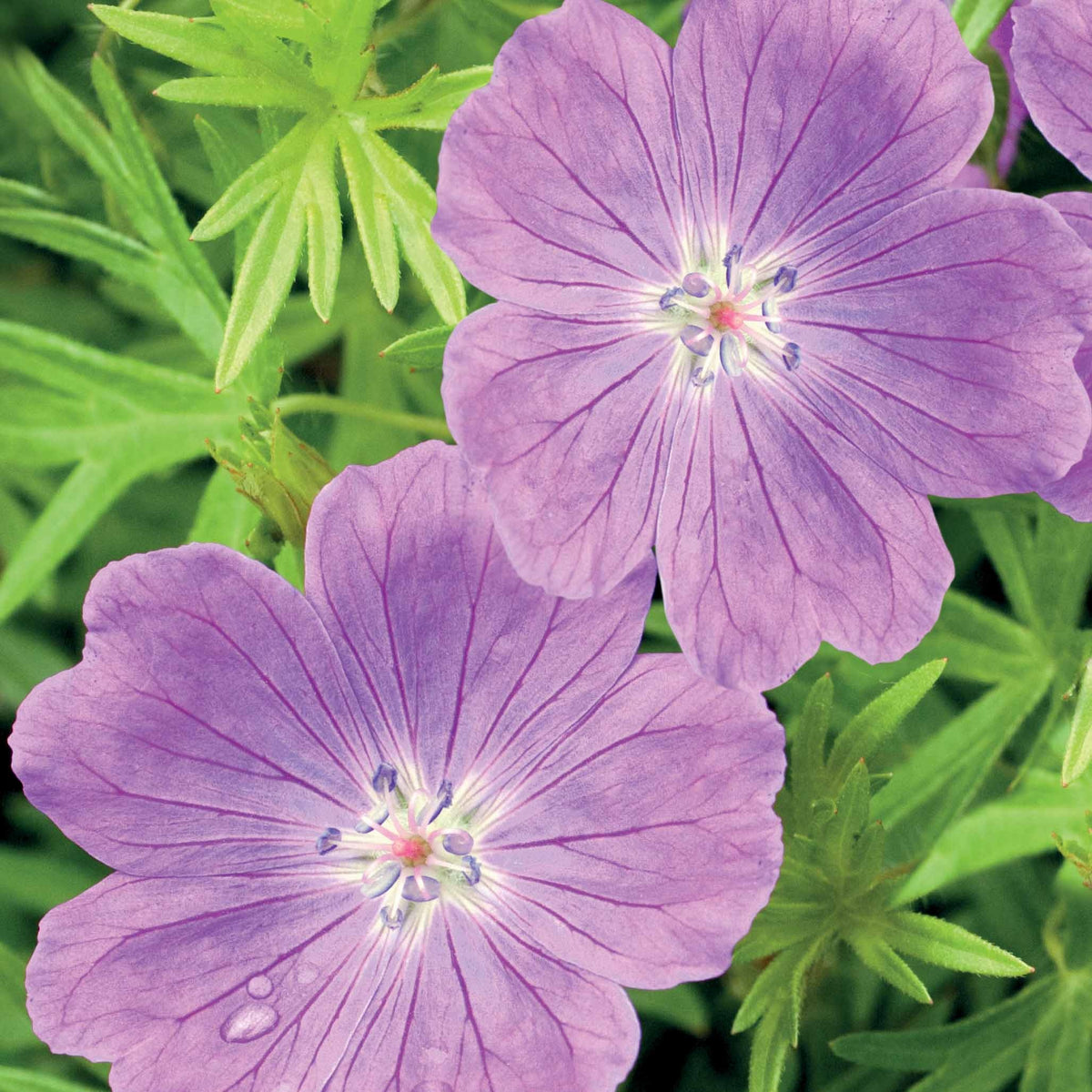 3 Géraniums vivaces sanguin rose foncé - Geranium sanguineum - Willemse