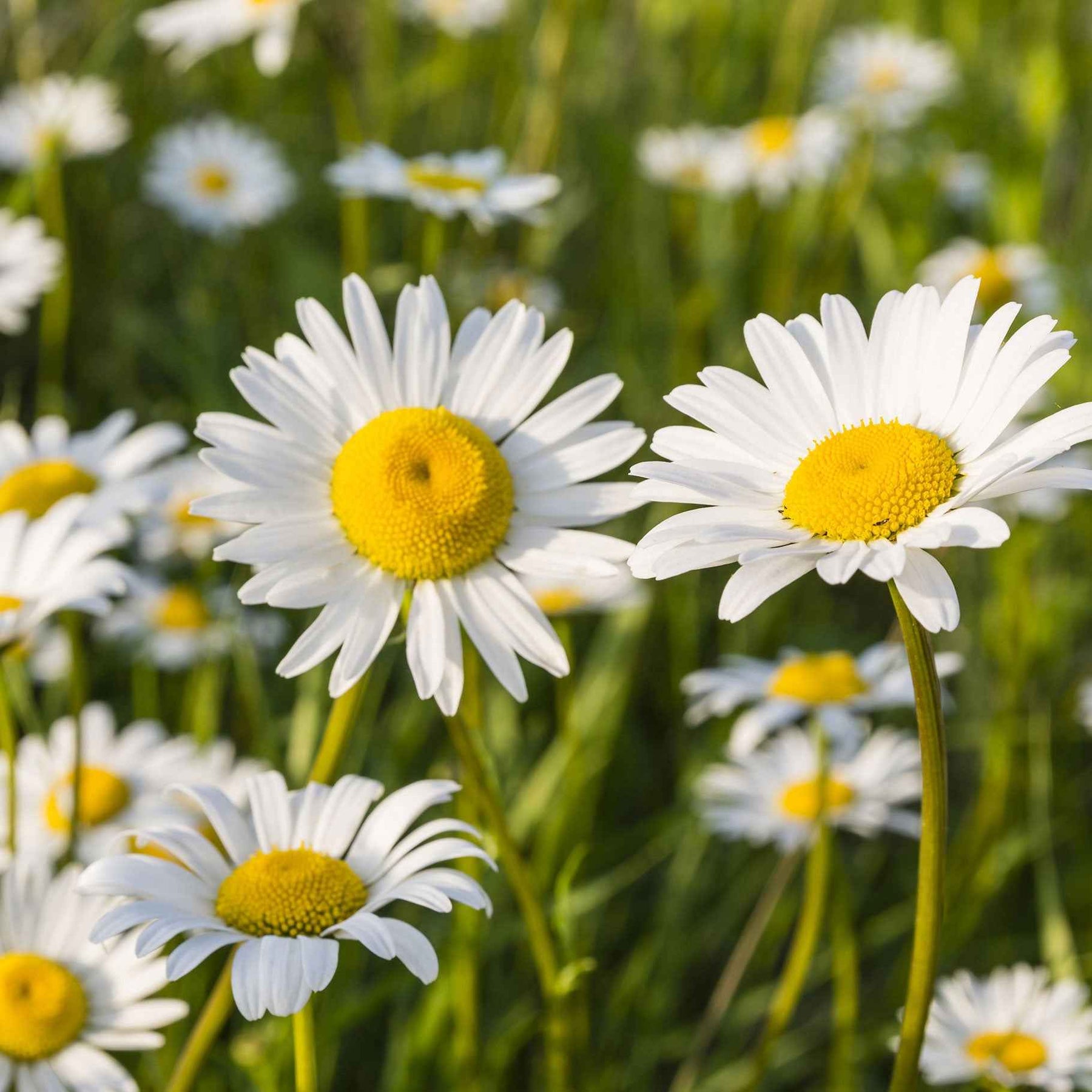 3 Marguerites Maikönigin - Willemse