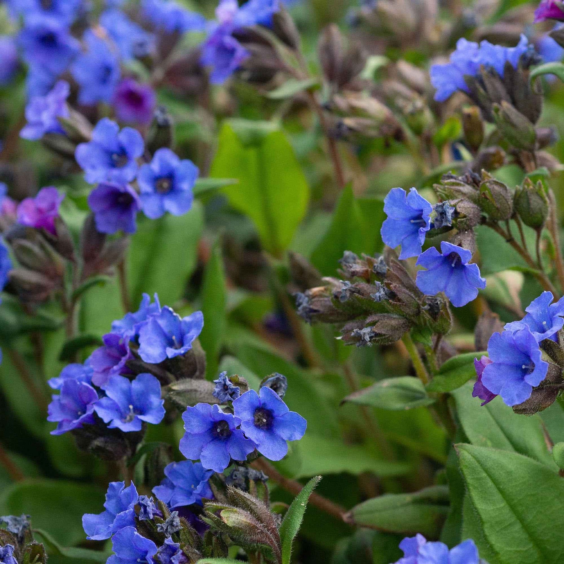 Pulmonaria Blue Ensign - Pulmonaire Blue Ensign - Pulmonaire