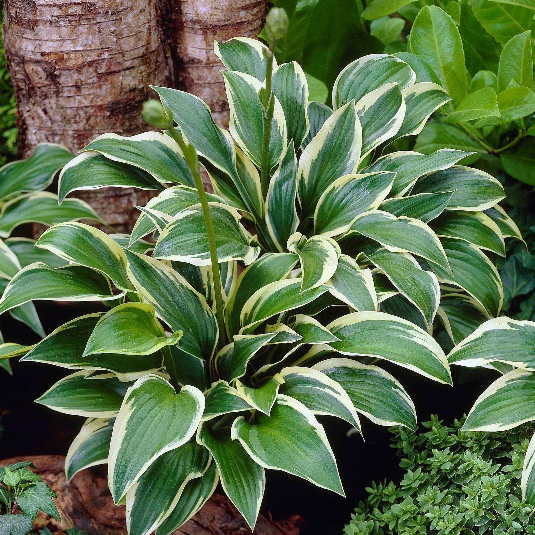 Hosta Queen Josephine - Willemse