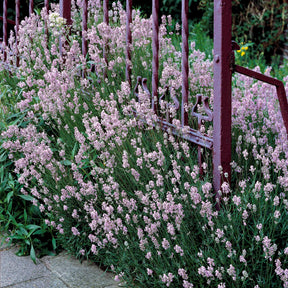 Lavande rose - Lavandula angustifolia rosea - Lavandes