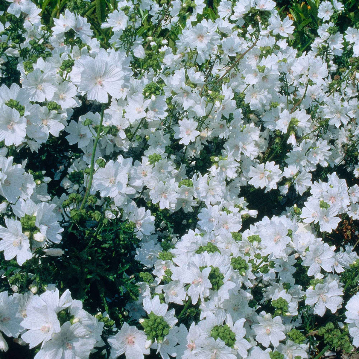 3 Mauves musquées blanches - Malva moschata alba - Plantes