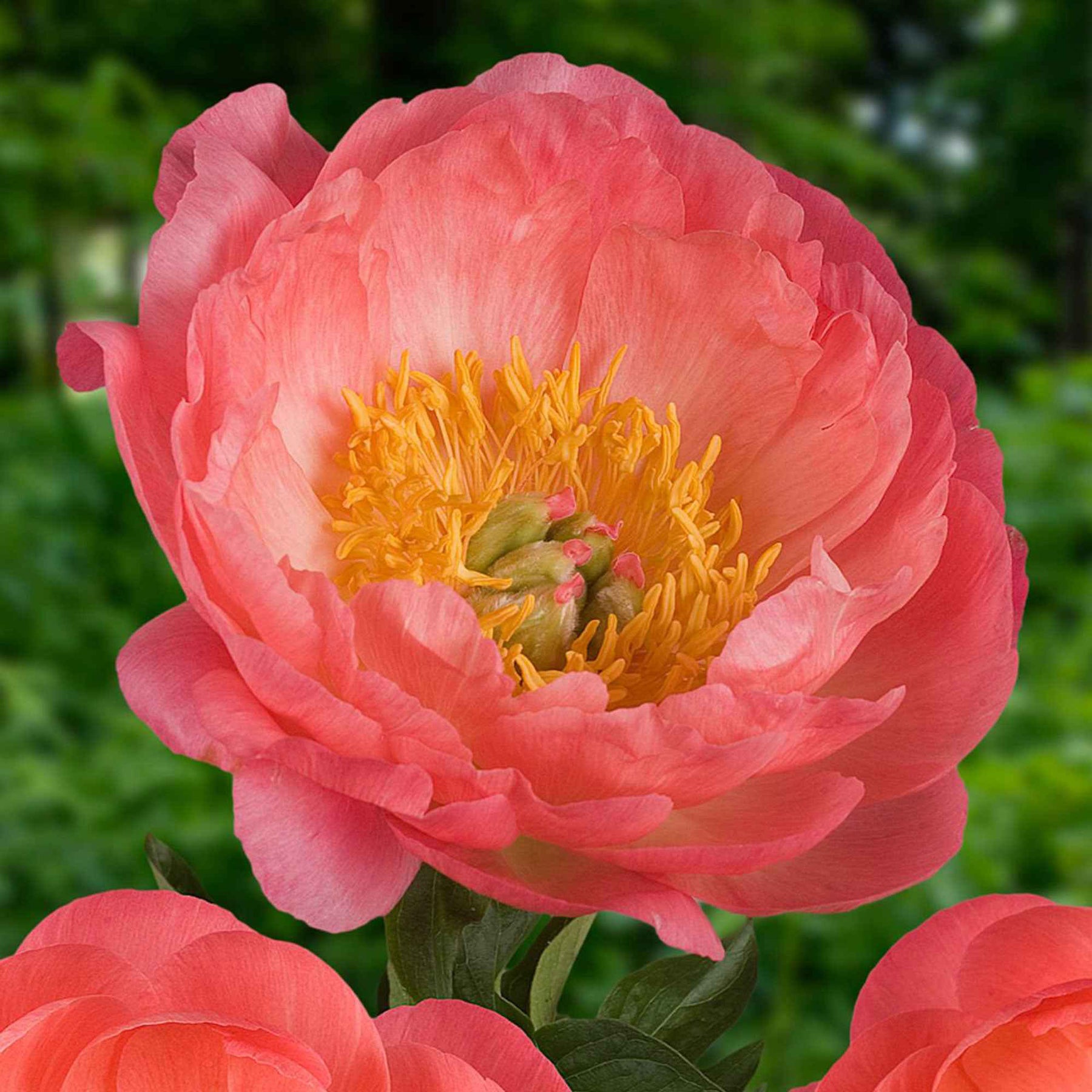 Pivoine Corail - Paeonia coral sunset - Willemse