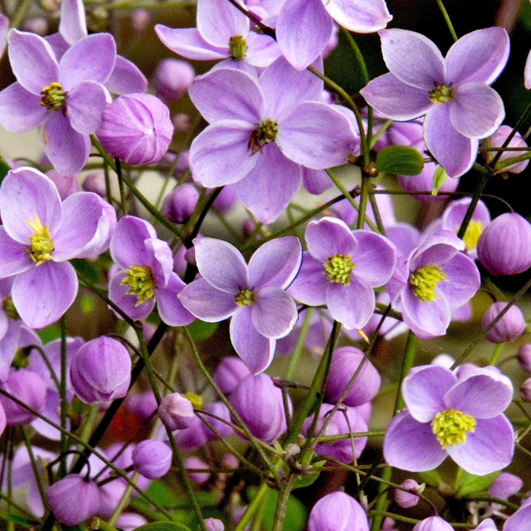 Thalictrum delavayi - Pigamon du père Delavay - Pigamon - Thalictrum