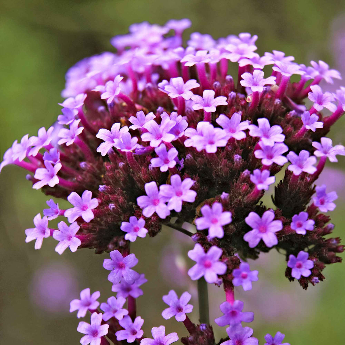 Verveine de Buenos Aires naine Lollipop - Verbena bonariensis Lollipop - Willemse