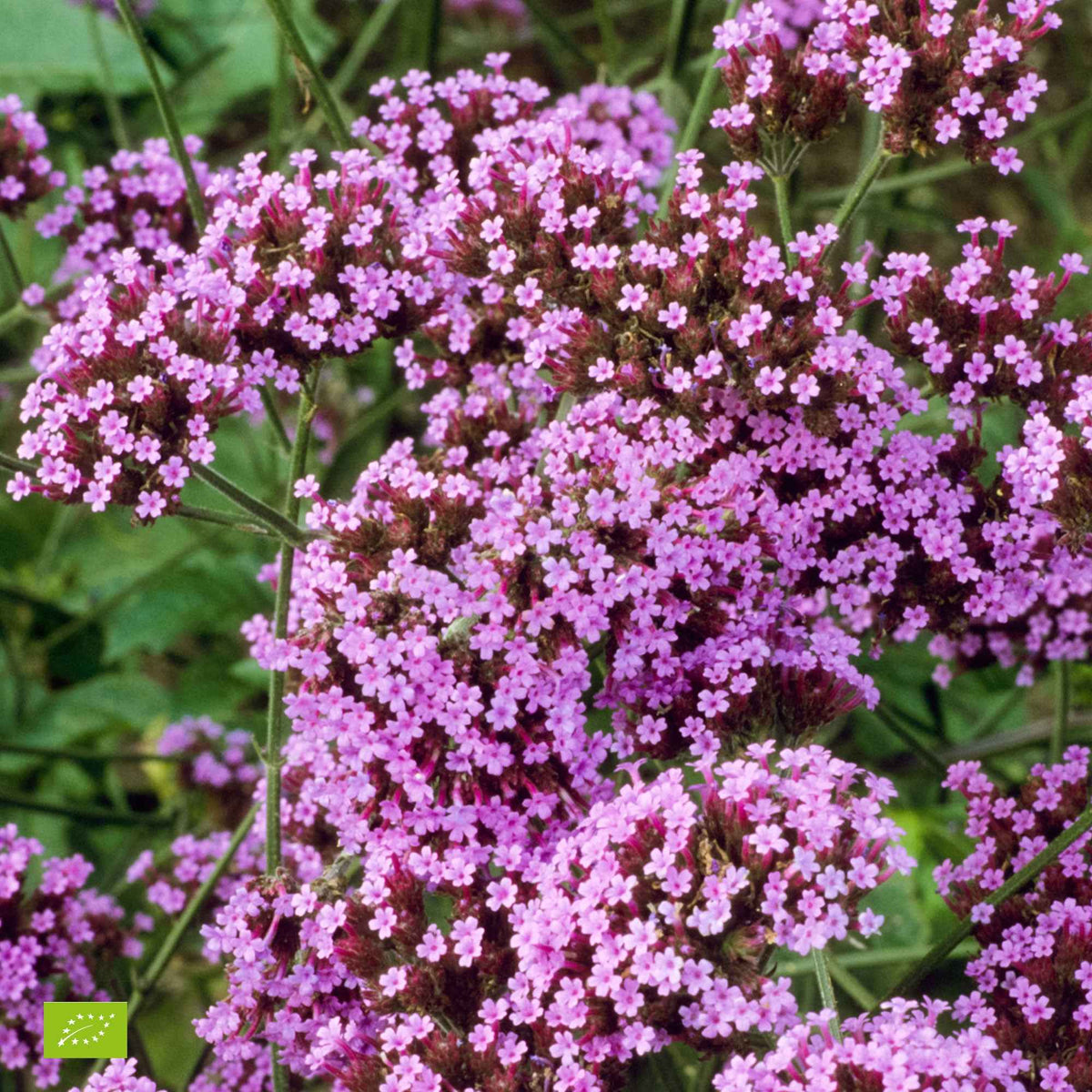 Verveine de Buenos Aires naine Lollipop - Willemse