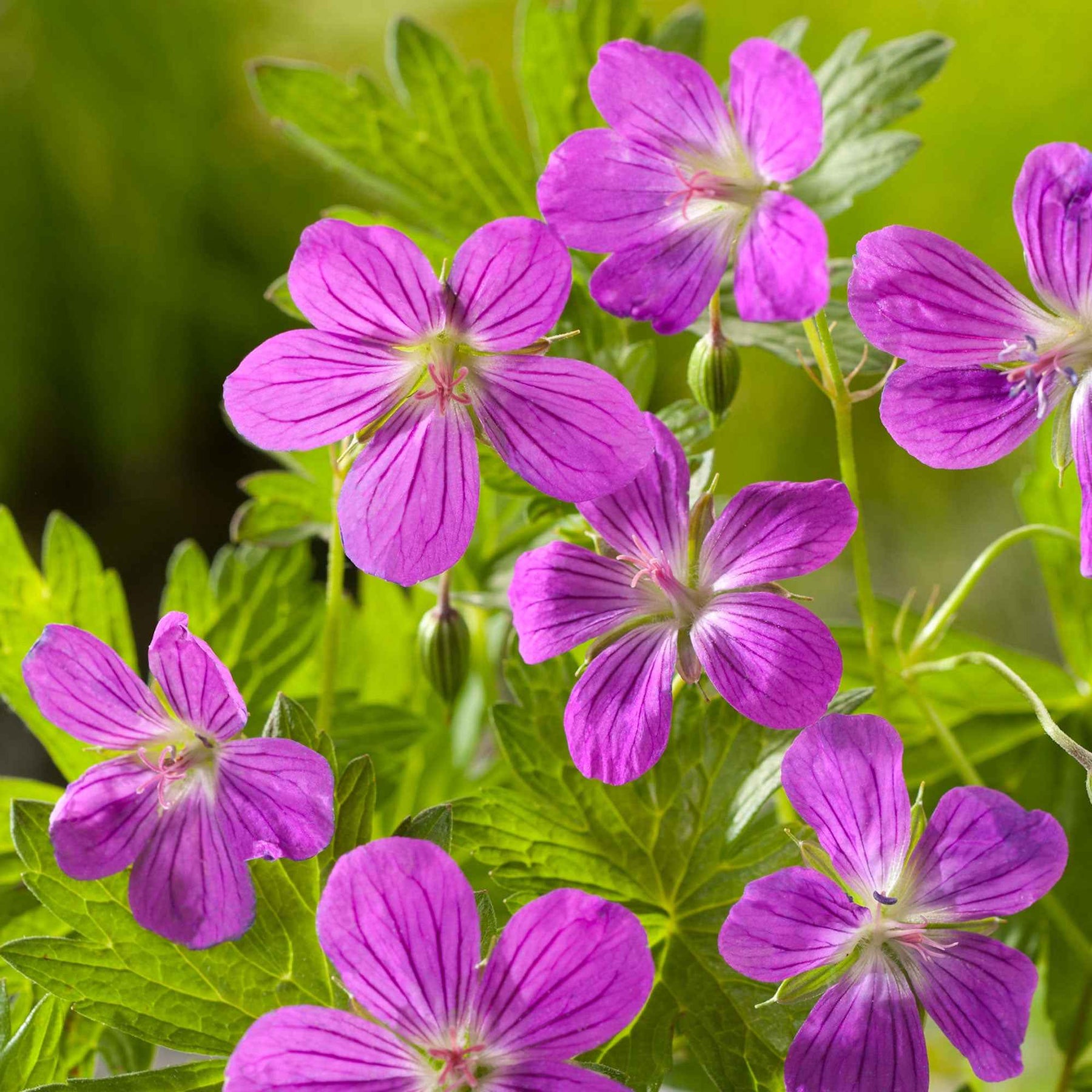 3 Géraniums lierre bicolores - Geranium palustre - Plantes