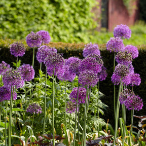 10 Alliums Purple sensation  - Allium aflatunense purple sensation - Willemse