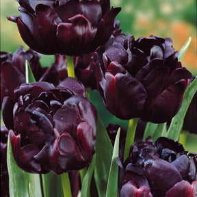 10 Tulipes à fleurs de pivoine Black Hero - Willemse