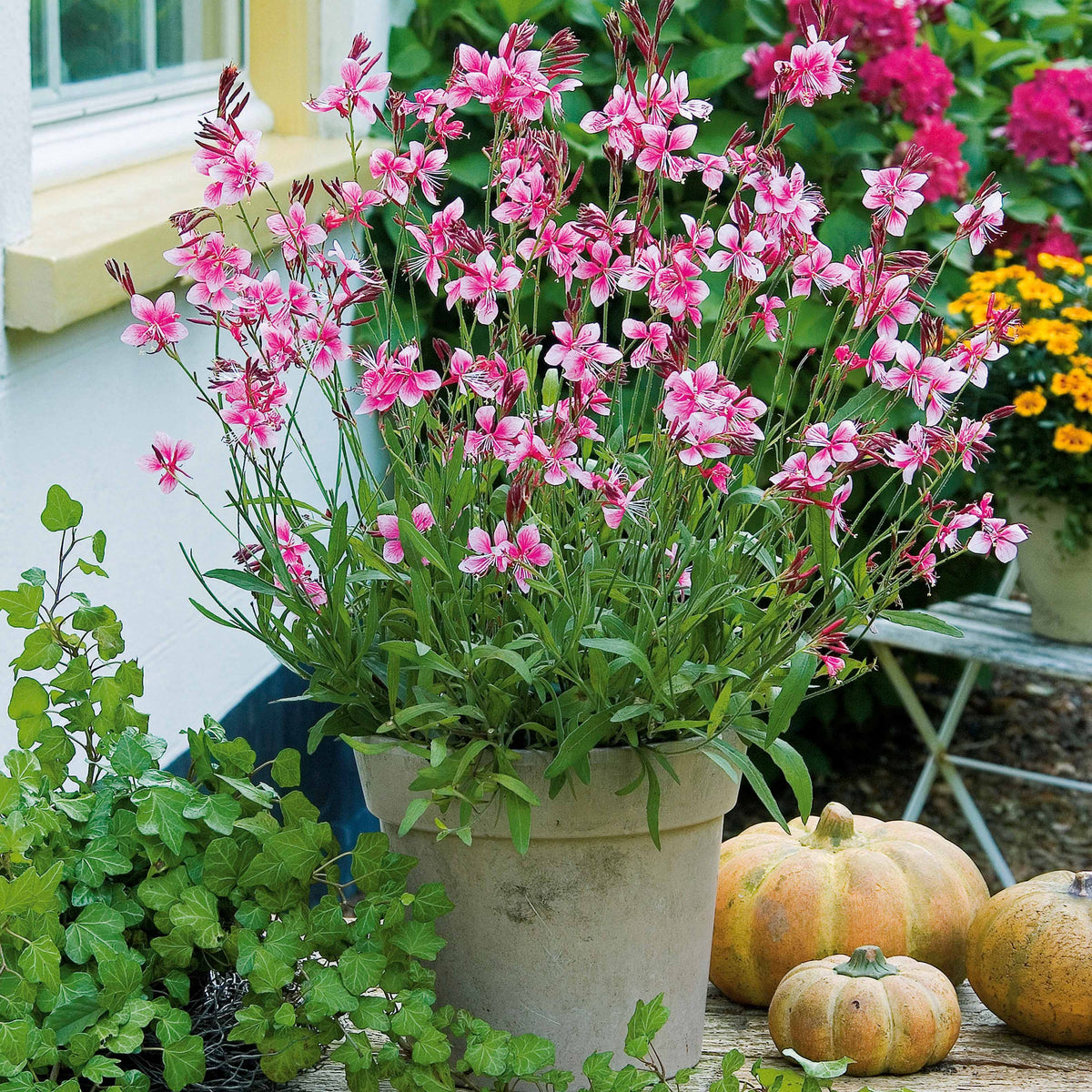 Gaura Siskiyou pink - Gaura lindheimeri siskiyou pink - Willemse