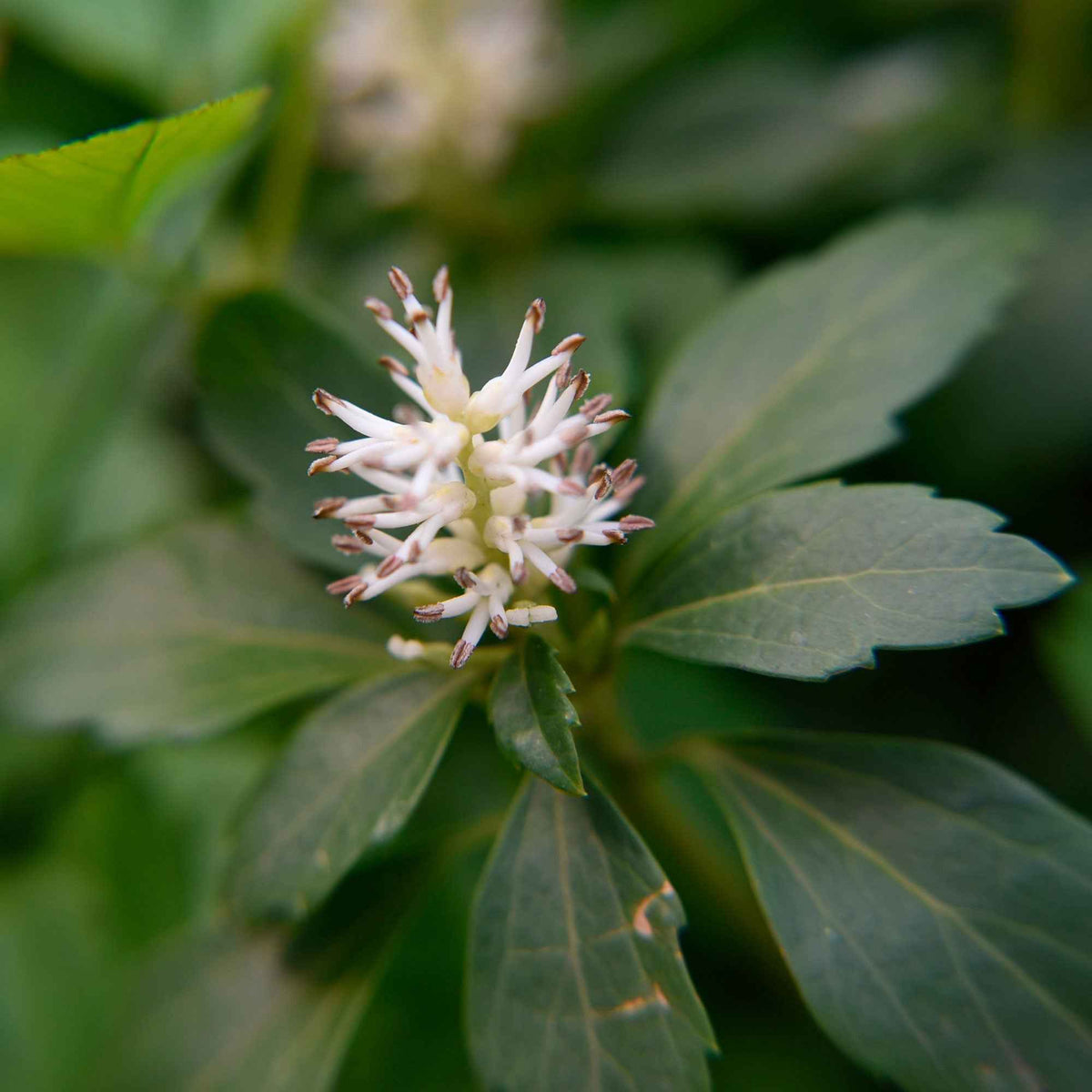 3 Pachysandre Green Carpet - Pachysandra terminalis Green Carpet - Willemse