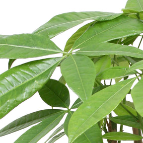 Châtaignier de Guyane - Pachira aquatica - Plantes d'intérieur