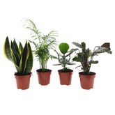 Collection de 4 plantes d'intérieur faciles - Willemse