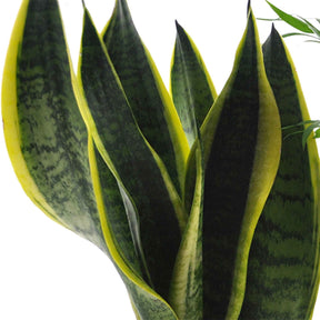 Collection de 4 plantes d'intérieur faciles -  clusia, chamaedorea, ctenanthe burle marxii, sansevieria - Willemse