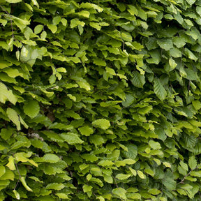 Haie de hêtre commun - Fagus sylvatica - Arbres