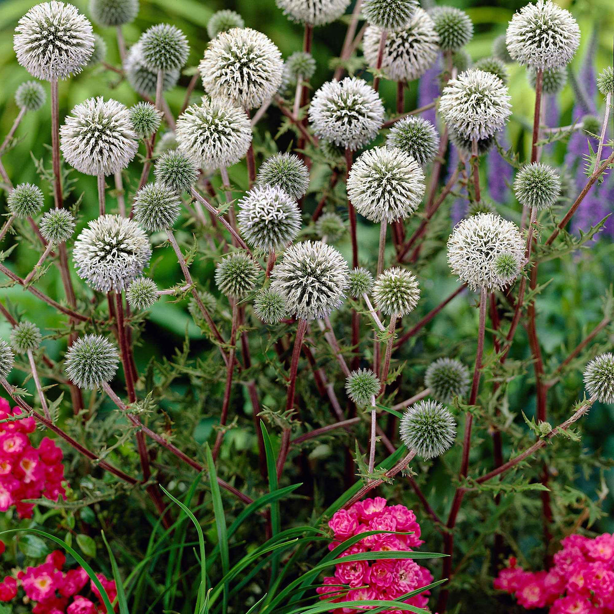 Boule azurée Arctic Glow - Chardon boule - Echinops sphaerocephalus arctic glow - Willemse