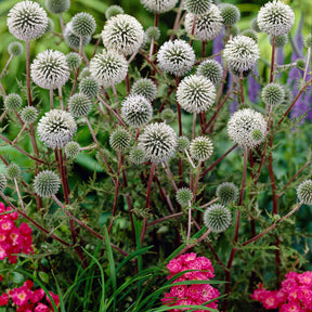 Boule azurée Arctic Glow - Chardon boule - Echinops sphaerocephalus arctic glow - Willemse