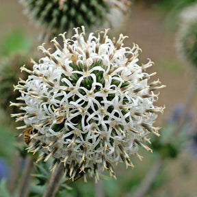 Boule azurée Arctic Glow - Chardon boule - Echinops sphaerocephalus arctic glow - Plantes vivaces