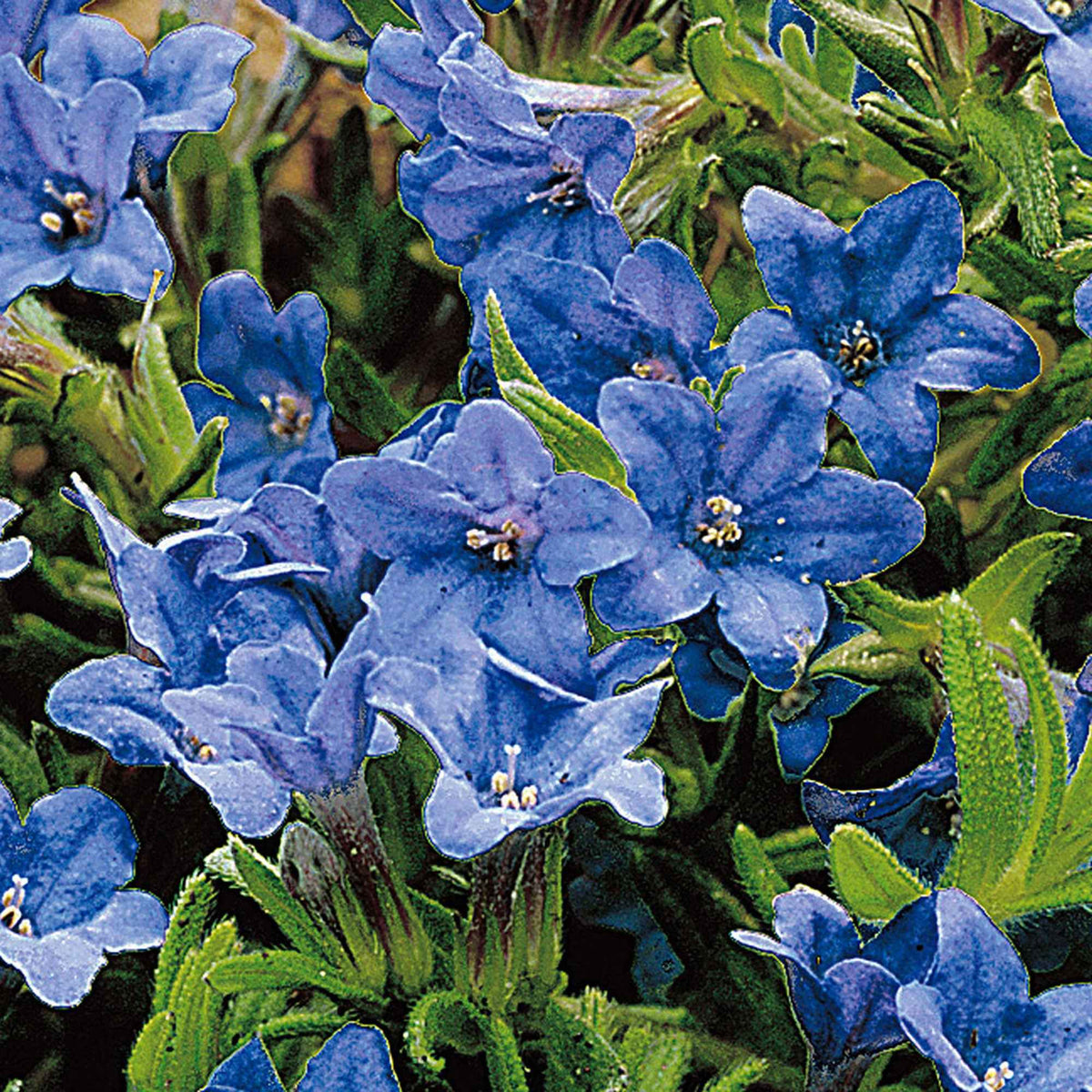 Grémil diffus Heavenly Blue - Lithodora diffusa Heavenly Blue - Willemse