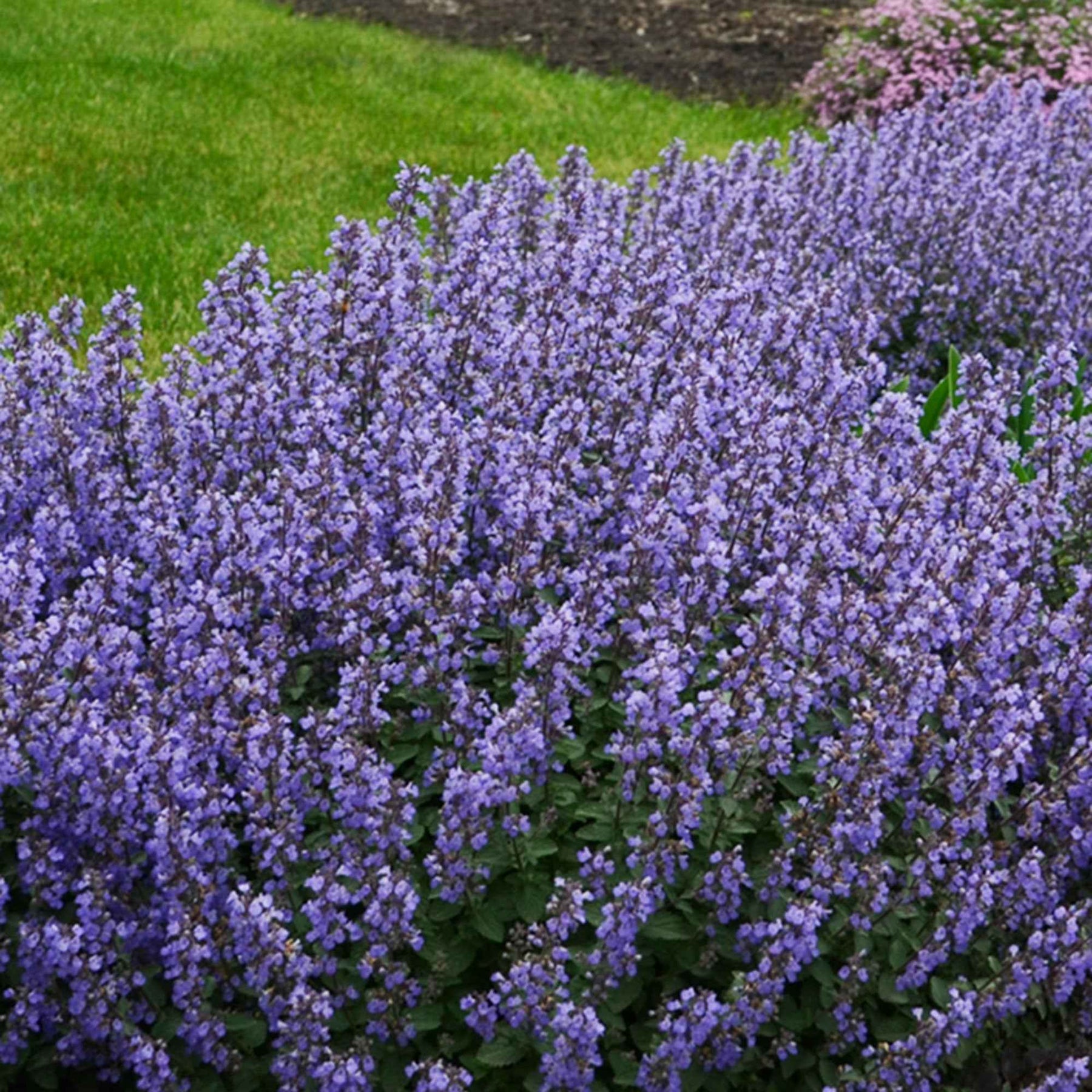 Nepeta Purrsian Blue - Willemse