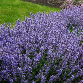 Nepeta Purrsian Blue - Willemse