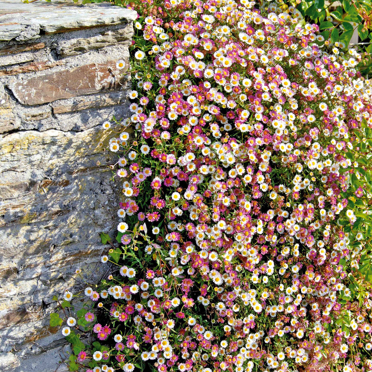 Vergerette - Erigeron karvinskianus - Willemse