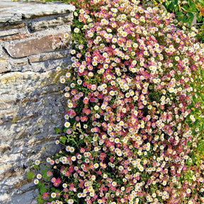 Vergerette - Erigeron karvinskianus - Erigeron karvinskianus - Plantes