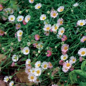 Vergerette - Erigeron karvinskianus - Erigeron karvinskianus - Fleurs vivaces