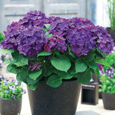 Hortensia Violet intense - Willemse