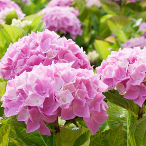 Hortensia rose - Hydrangea macrophylla - Hortensias