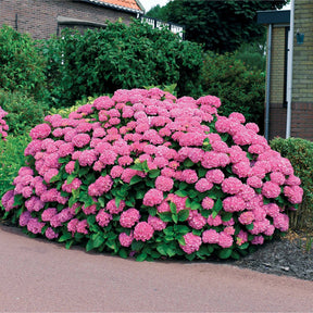 Hortensia rose - Hydrangea macrophylla