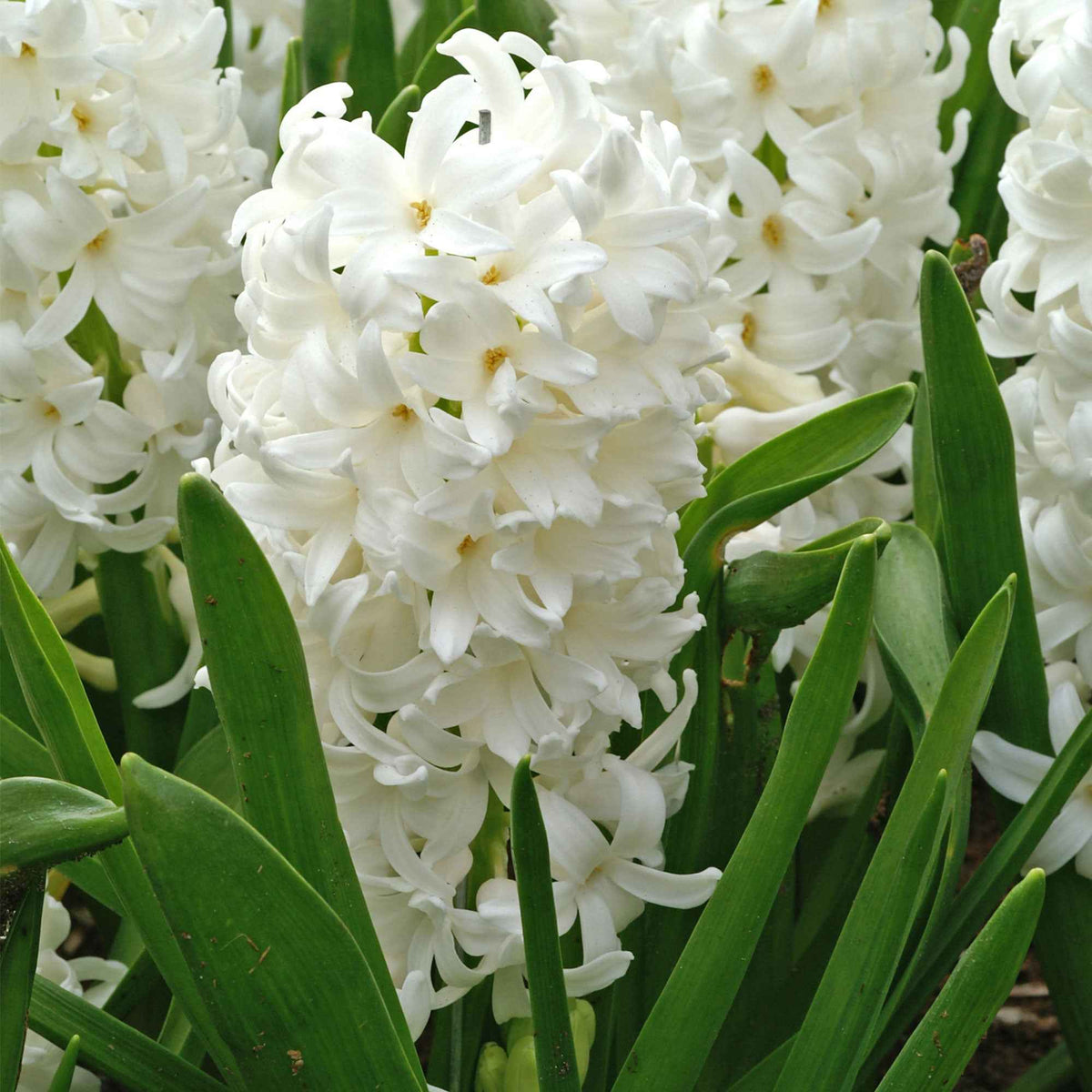 6 Jacinthes Carnegie blanche - Hyacinthus orientalis carnegie - Willemse