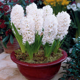 6 Jacinthes Carnegie blanche - Hyacinthus orientalis carnegie - Jacinthe