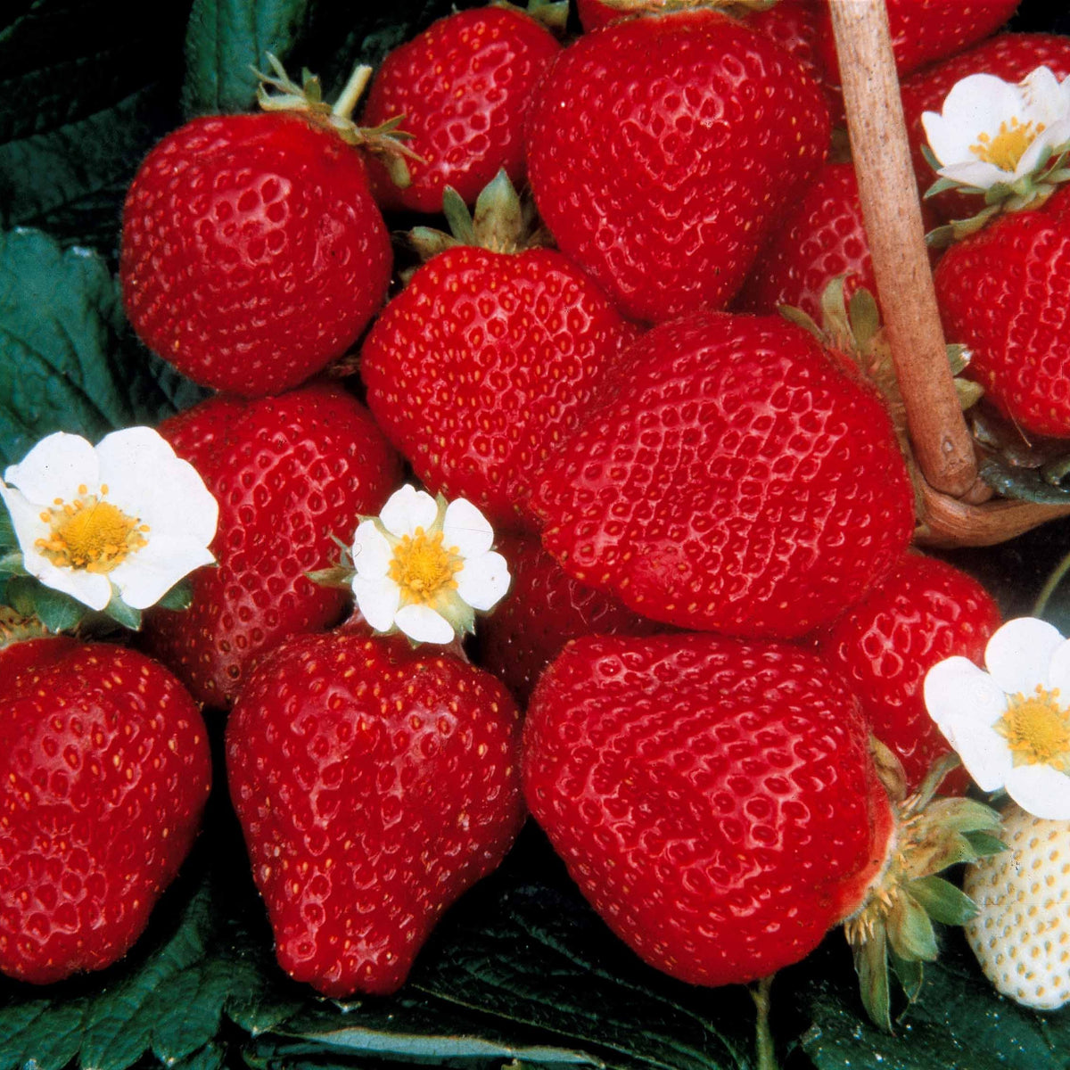 Collection de 60 fraisiers à récoltes échelonnées - Fragaria 'maestro', 'maxim', 'mariguette' - Willemse