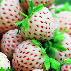 2 Fraisiers Pineberry White Dream ® - Fragaria pineberry white dream ® - Willemse