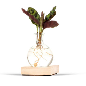 Calathea Insignis et son vase avec LED - Calathea insignis - Willemse