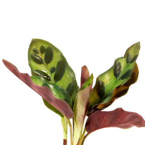 Calathea Insignis et son vase avec LED - Willemse