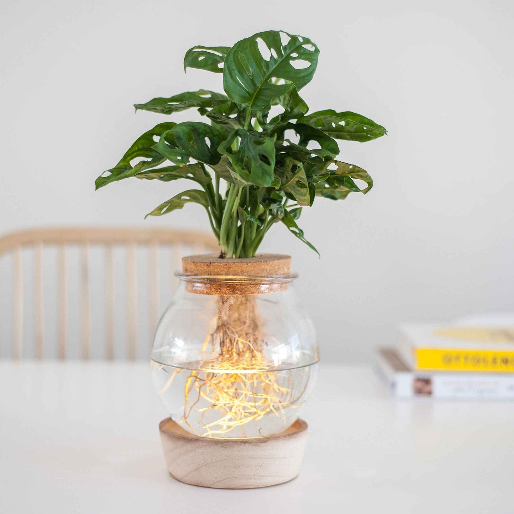 Monstera et son Ampoule vase avec LED - Monstera - Willemse