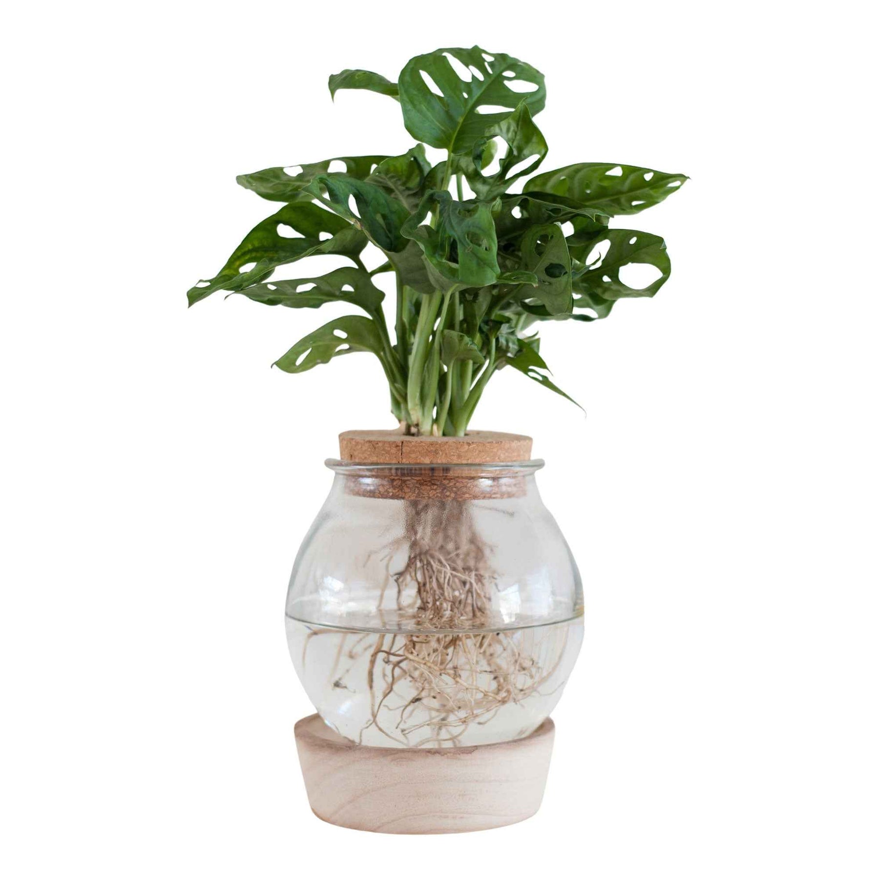 Monstera - Monstera et son Ampoule vase avec LED - Philodendron