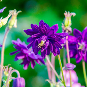 Ancolie hybride Blue Barlow - Aquilegia vulgaris blue barlow - Plantes vivaces