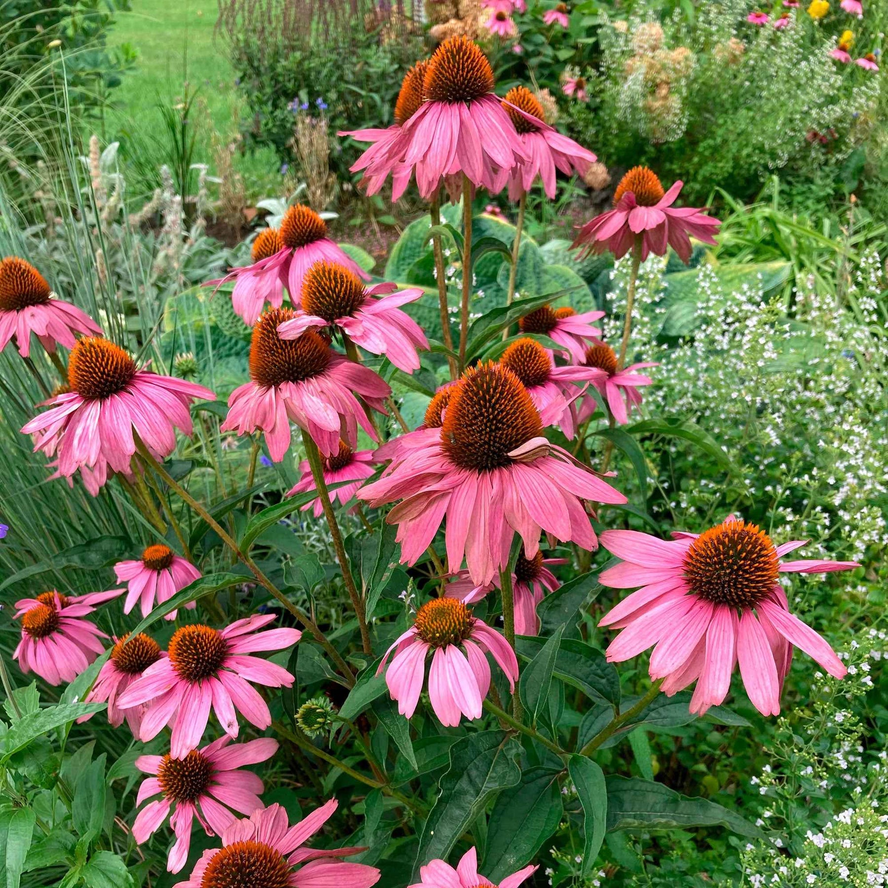 Rudbeckia pourpre Magnus Superior - Echinacea - Willemse