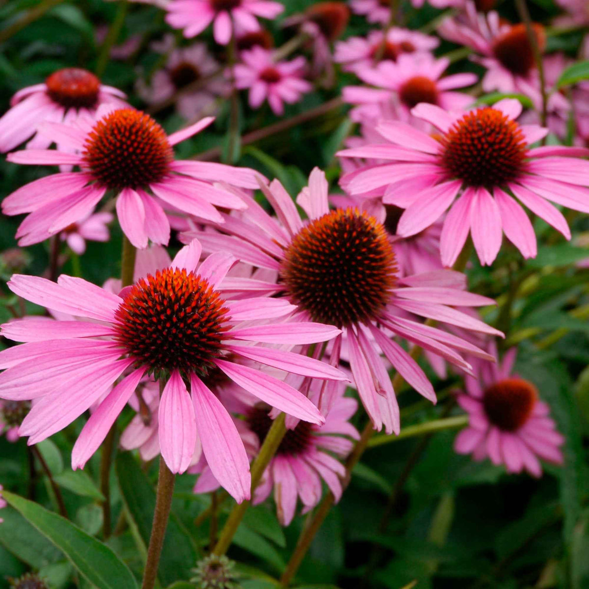 Rudbeckia pourpre Magnus Superior - Echinacea - Echinacea purpurea magnus superior - Willemse