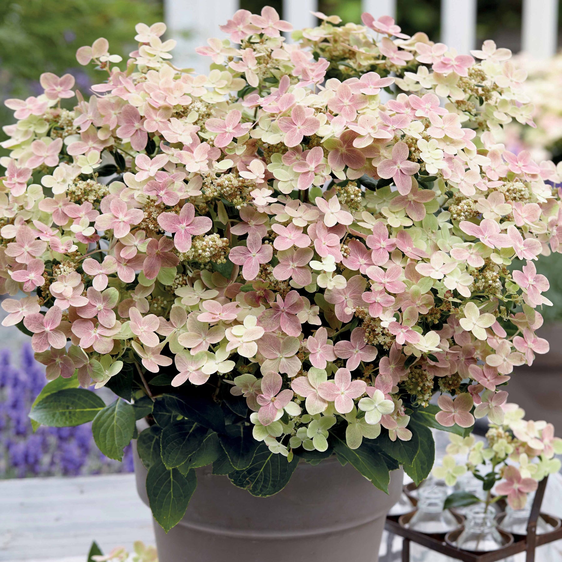 Hortensia paniculé Polestar - Willemse