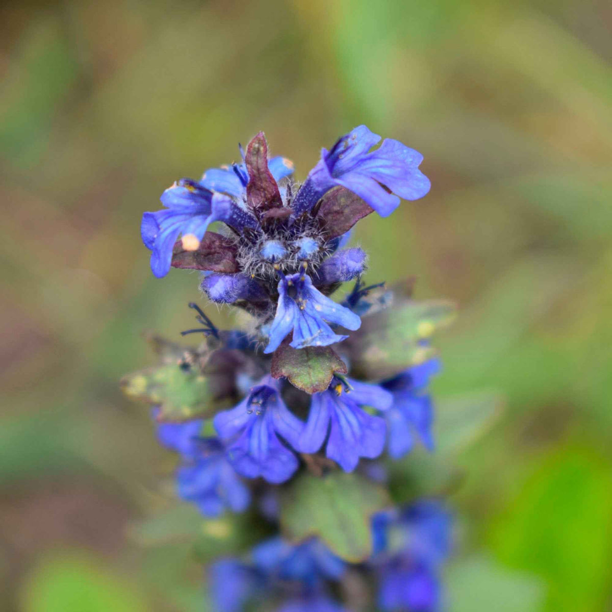 Sauge des prés - Salvia pratensis - Willemse