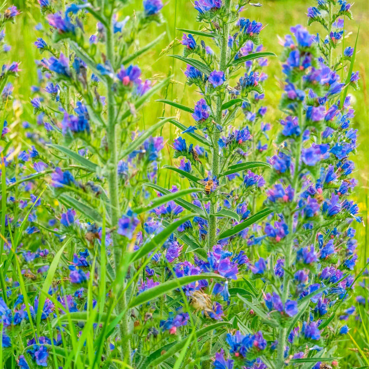 Echium vulgare - Vipérine commune - Echium vulgare - Vipérine commune - Willemse