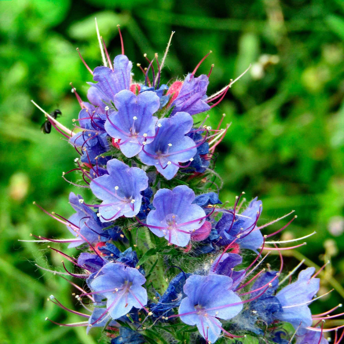 Echium vulgare - Vipérine commune - Willemse