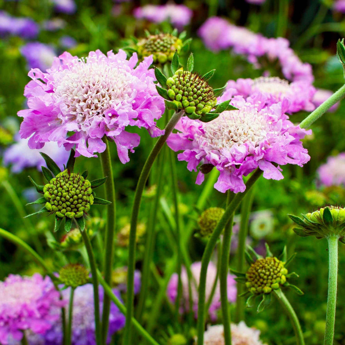 Scabieuse colombaire - Scabiosa columbaria - Plantes