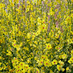 3 Molènes noires Bouillon noir - Verbascum nigrum - Willemse