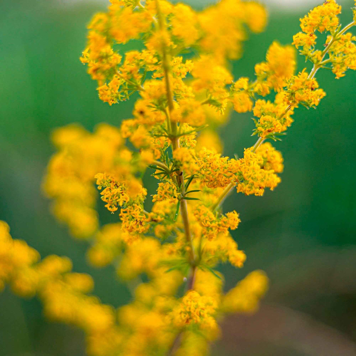 Caille-lait jaune - Gaillet vrai - Galium verum - Plantes vivaces